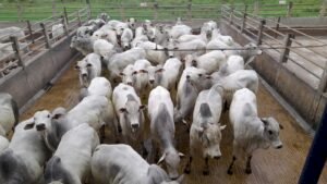 Itapetinga sedia nova etapa do Circuito Nelore de Qualidade 2025