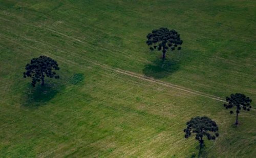 Justiça mantém aplicação do Código Florestal no Paraná