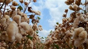 BA: algodão registra retração na área cultivada