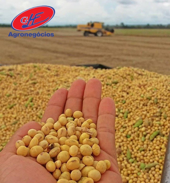 Prêmios da soja recuam, mas otimismo persiste