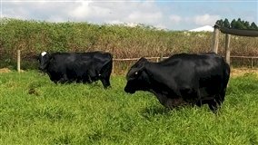 Reposição e vacas sobem mais que boi gordo em MS
