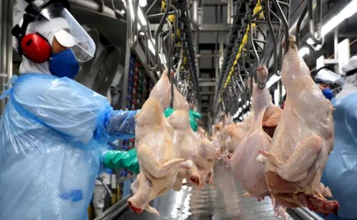 China retoma importações de carne de frango do Brasil