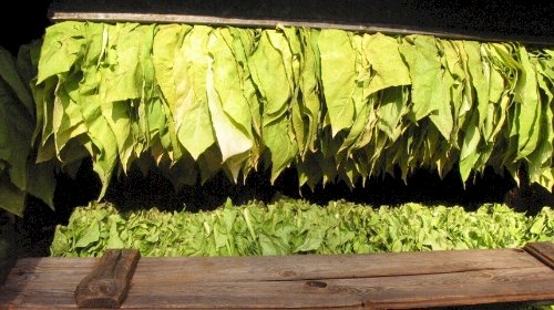 Mesmo sem acesso, comitiva vai à Genebra para COP 11