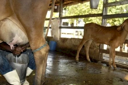 Leite importado entra no Brasil 23 porcento mais barato que o preço pago ao produtor goiano