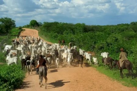 Faturamento bruto da bovinocultura em Goiás atinge R$ 20,4 bilhões e bate recorde histórico