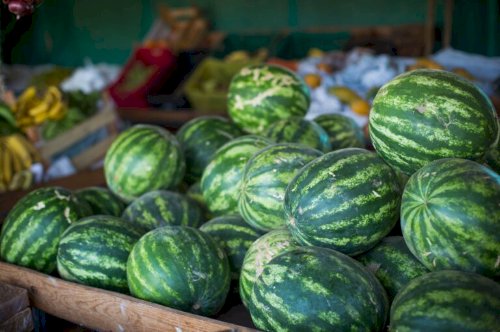 Goiás lidera produção nacional de melancia e alcança recorde em valor da produção