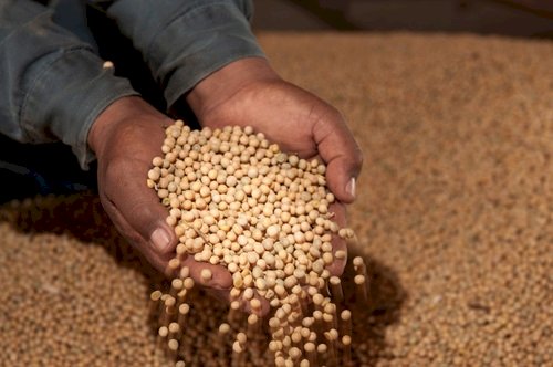 Embrapa e IDR-Paraná ampliam ações de campo para fortalecer manejo sustentável da soja na safra 2025/26