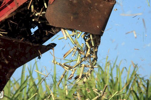 Açúcar cristal: o que esperar do indicador no fim de safra?