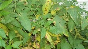 Focos iniciais elevam alerta para ferrugem na safra