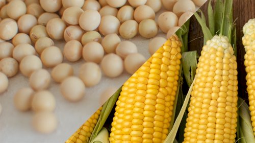 Milho verão sobe e soja recua na nova projeção