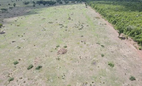 Ibama aplica R$ 29 milhões em multas a fazendeiros por falhas em recuperação ambiental