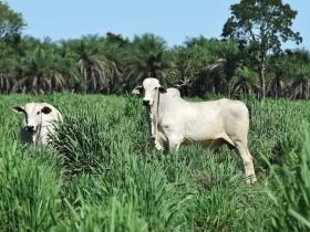 Preços do boi gordo recuam em 3 das 17 praças monitoradas pela Agrifatto