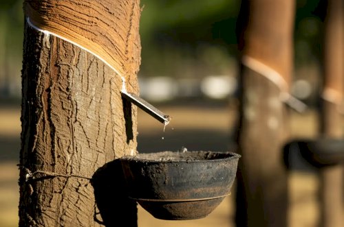 Atenção! Prazo para extrativista solicitar pagamento do Sociobio Mais termina dia 20