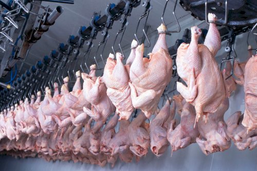 Queda na receita cambial da carne de frango nos últimos oito meses é superior a 10%