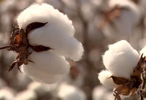 Credores aprovam falência do Grupo Pupin, do “Rei do Algodão”; passivo pode chegar a R$ 5,9 bilhões