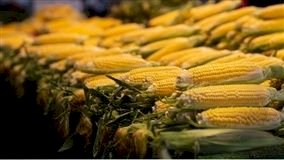 Milho encerra semana de queda com ritmo lento de negócios