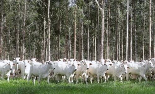 Plano Clima aprovado: o que muda para a agricultura e pecuária a partir de agora?