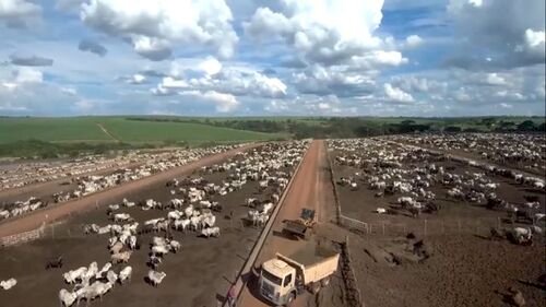 Confinamento deve manter viabilidade econômica no início de 2026