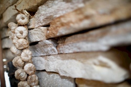 Valor da produção de alho em Goiás cresce 210% na última década