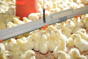 Volume de pintos de corte produzidos em outubro atingiu novo e surpreendente recorde