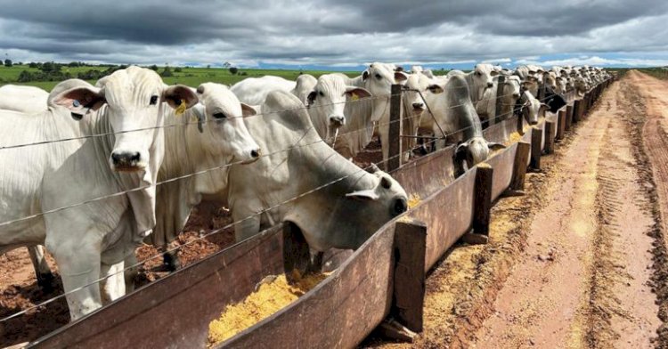Apta Colina lança Projeto TIP Brasil para mapear a terminação intensiva a pasto