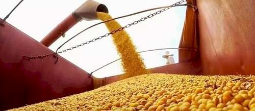 Confira como está a soja nos estados