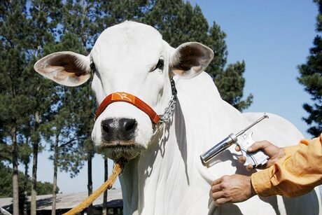 Vacinação contra brucelose tem início em SP e segue até 30 de junho