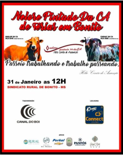 NELORE PINTADO DA CA - DE FÉRIAS EM BONITO