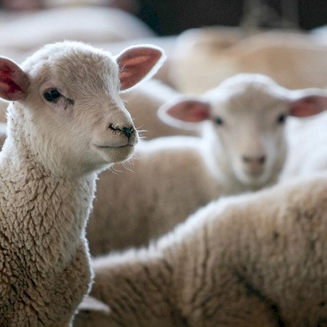 Recorde de animais inscritos marca a 18ª edição da Agrovino