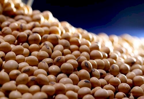 Soja cai 0,40% no PR em 14/01 e margens apertam em janeiro