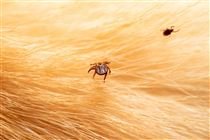 RS: carrapato é um desafio para a pecuário gaúcha