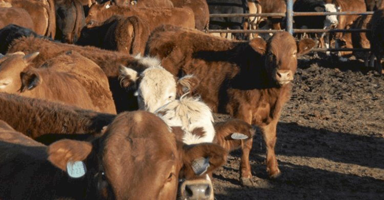 Biogénesis Bagó enviará vacinas contra a febre aftosa para a África do Sul