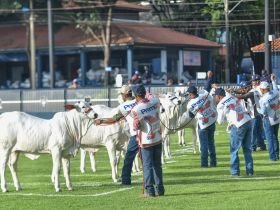 Expoinel Minas deverá ter número recorde de animais