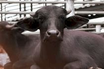 Bubalinos ganham espaço e impulsionam novos mercados no Brasil