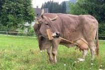 Vaca na Áustria usa vassoura e surpreende cientistas [vídeo impressionante]