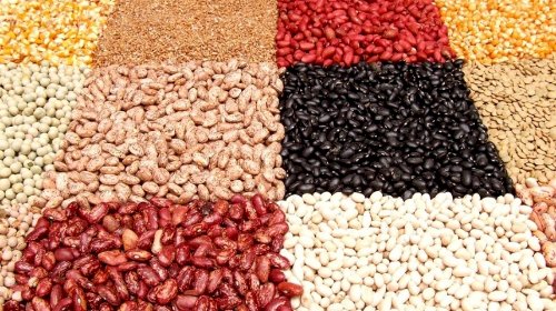 Colheita de feijão ganha ritmo no Rio Grande do Sul