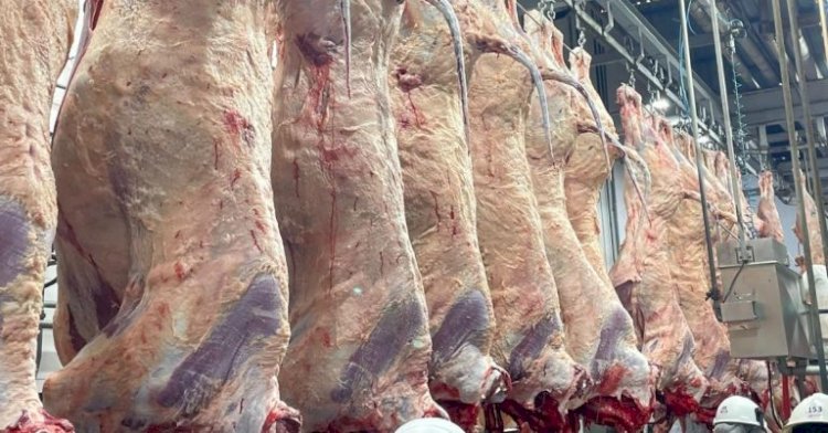 Programa Carne Angus Certificada realiza inédito abate na Bahia