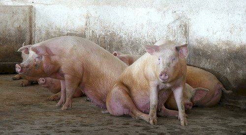 Exportação de suínos atinge recorde para janeiro