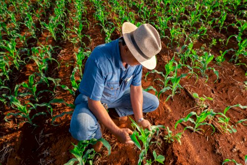 Brasil consolida liderança mundial na destinação de embalagens agrícolas