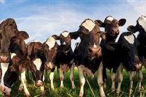 Do crescimento ao parto: quatro pontos críticos no manejo de novilhas leiteiras