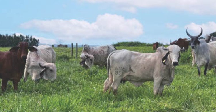 Prova de Leite a Pasto vai selecionar as melhores novilhas zebuínas leiteiras