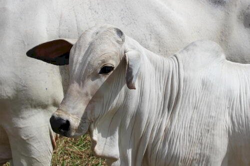 Preço do bezerro de MS supera o último pico nominal da série histórica, aponta a Agrifatto