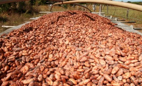 Brasil suspende importação de cacau da Costa do Marfim e acende alerta sanitário