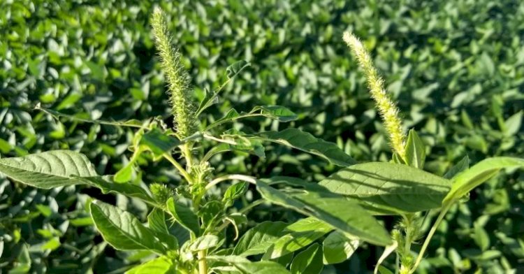 Agrodefesa reforça inspeção fitossanitária para prevenir caruru-gigante