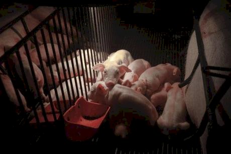 Suíno: Queda de preços e competitividade