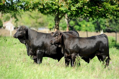 Brasil recebe Congresso Mundial Brangus em março