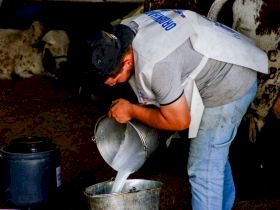 Inscrições para o Concurso Leiteiro da 91ª ExpoZebu começam nesta quinta-feira (5)