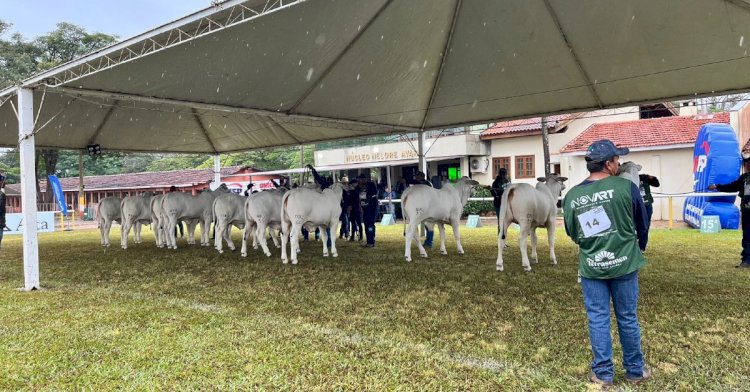 Nelore: Exponel Avaré é a primeira Exposição Ouro do ranking 2025/26