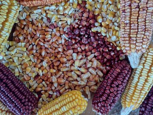 Milho sobe e supera R$ 70 por saca, aponta Cepea