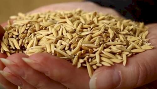 Mercado de arroz gera alerta sobre preços